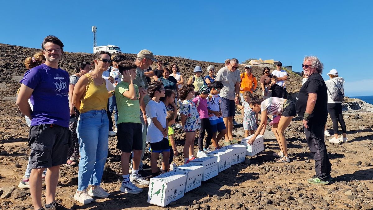 Suelta de pardelas realizada en la zona de las Salinas del Bufadero (Bañaderos), en la costa de Arucas el pasado sábado 1 de noviembre.