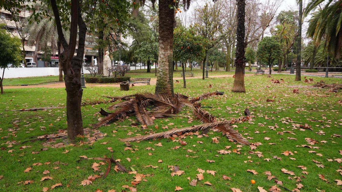 Árboles y ramas caídas tras el paso por Córdoba de la borrasca Kristin