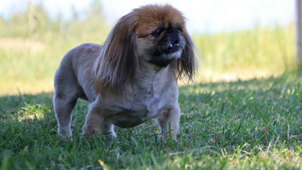 Los datos recogidos entre 2021 y 2024 situaron a varias líneas orientales y europeas con porcentajes muy altos