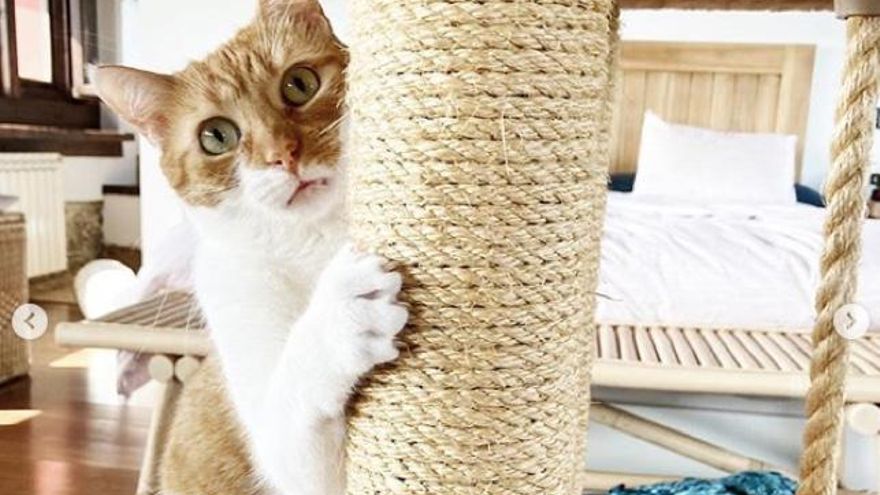 Un rascador, el mejor amigo del gato