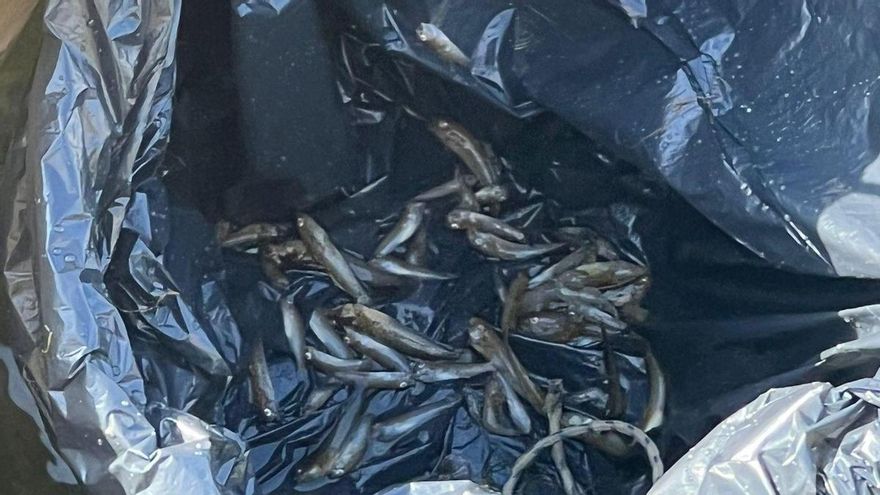 El Mar Menor expulsa dos centenares de peces muertos: "Puede ser el preludio de lo que nos espera este verano"