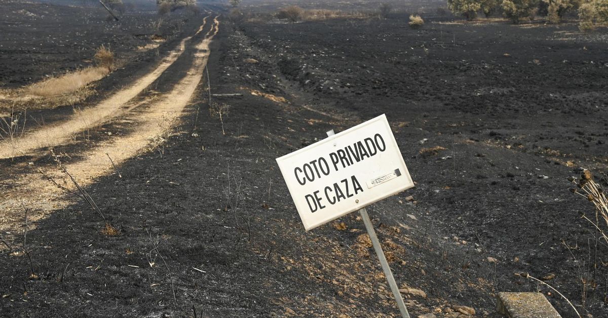 Los cazadores matan, también cuando no disparan