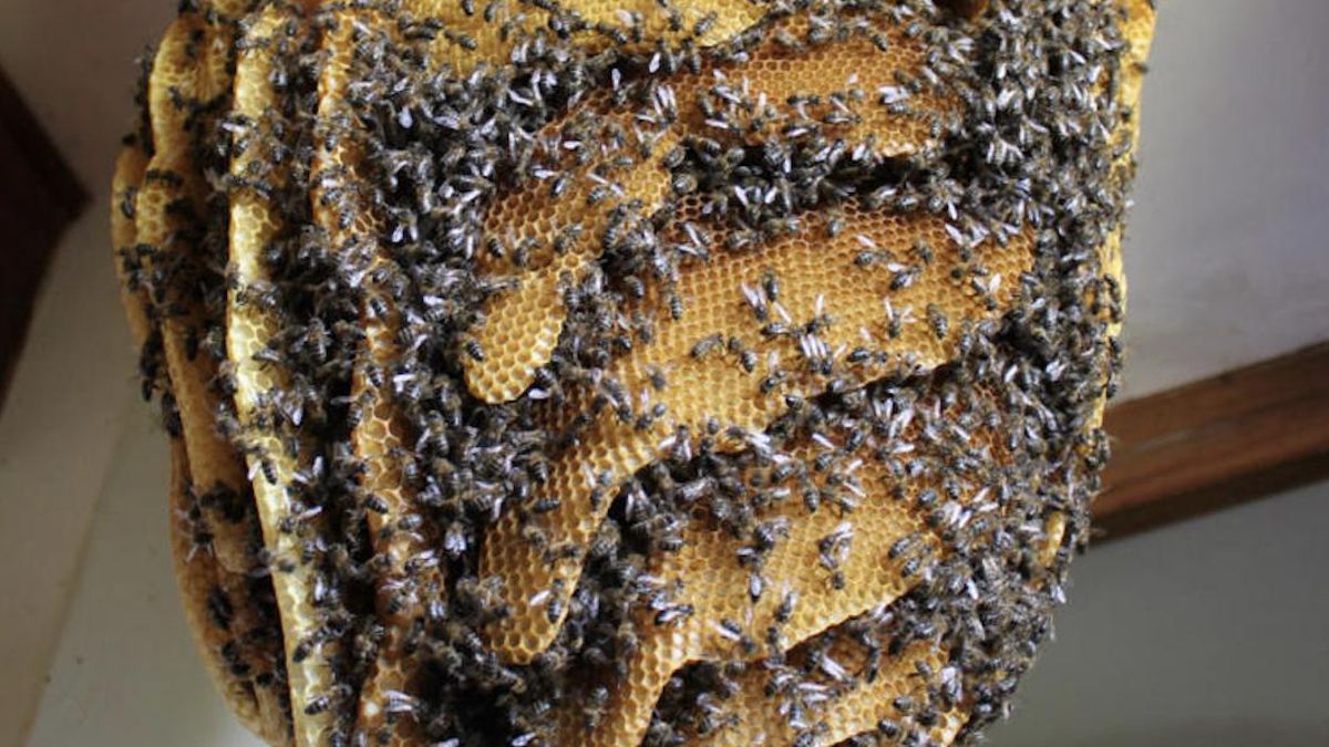 El pequeño pueblo que alberga un museo en el que aprender de la vida, el trabajo o cómo se defienden de los humanos... las abejas
