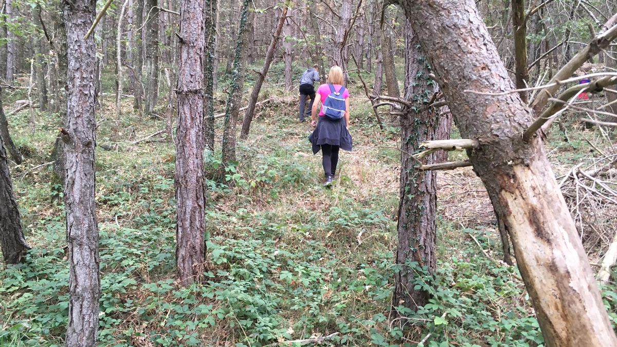 Las XXIII Jornadas Micológicas de Otoño se celebran del 6 al 9 de noviembre