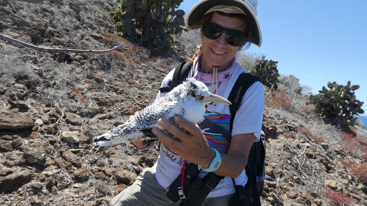Trabajo de campo en la isla Daphne, archipiélago de Galápagos: Traveset sostiene un pájaro tropical durante una de las expediciones del proyecto IslandLife.