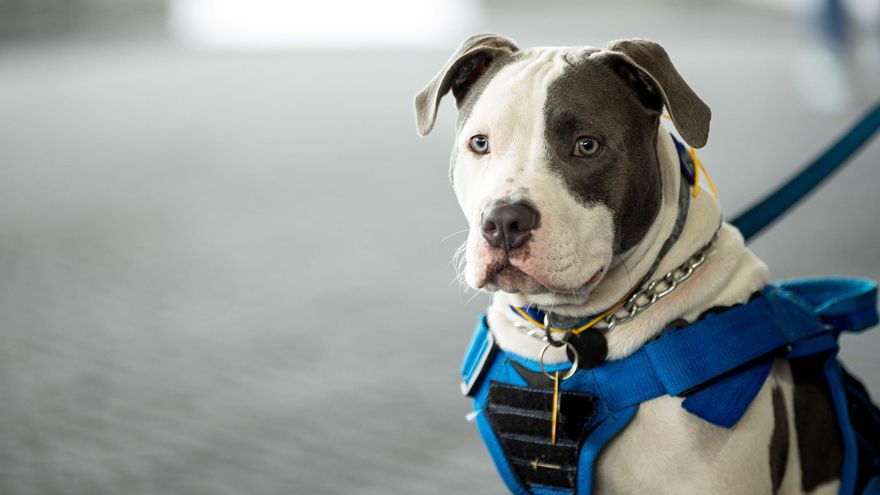Una pelea de dos perros peligrosos en un refugio obliga a movilizar a antidisturbios de Granada
