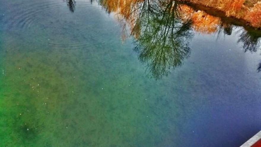 Los peces permanecen con escasa movilidad en el fondo más tranquilo del Bernesga.