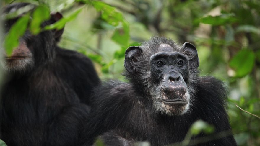 El hallazgo de chimpancés hembras con menopausia descoloca a los científicos