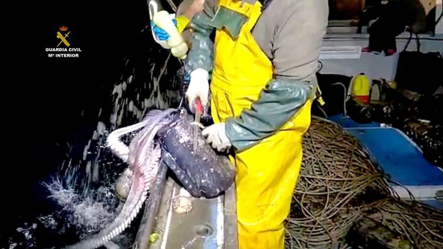 Puesta en libertad de uno de los pulpos.