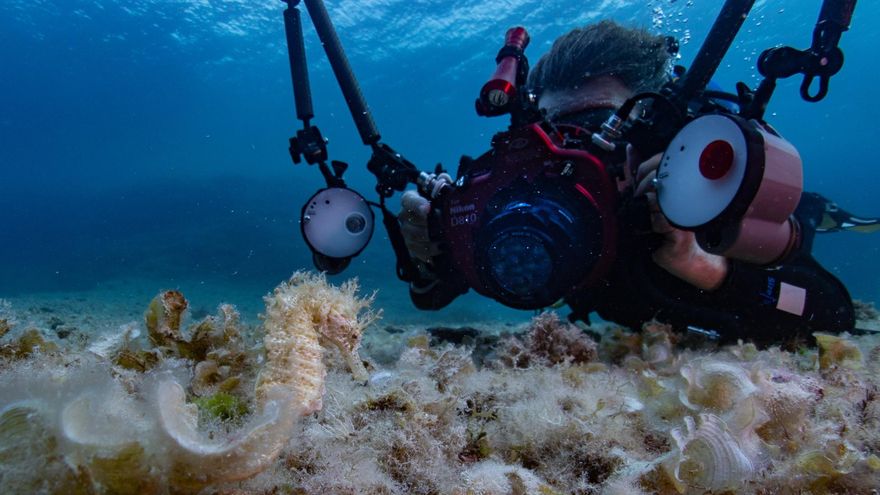 Fotógrafo submarino y caballito en el Parc Natural de Ses Salines.
