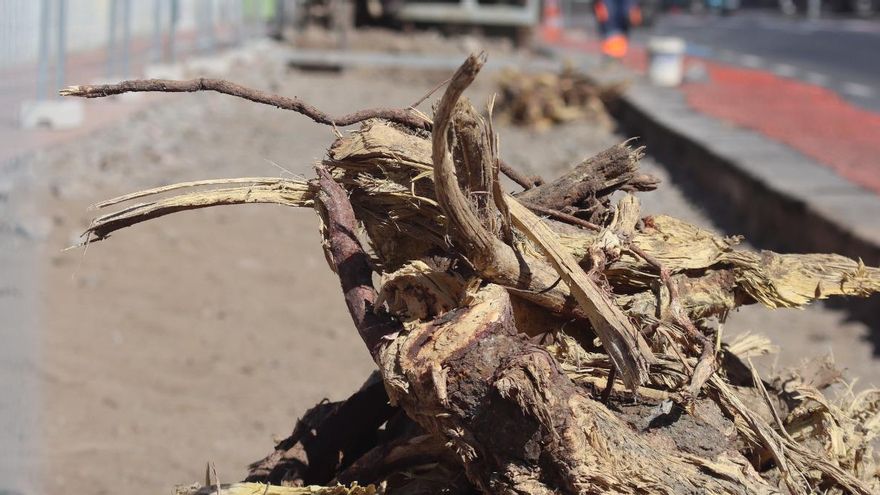 Tala de árboles en San Sebastián de La Gomera.