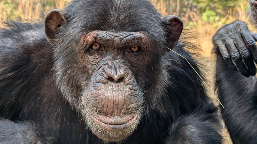 Los chimpancés llevan briznas de hierba en las orejas y el trasero, ¿una moda o tiene algún significado?