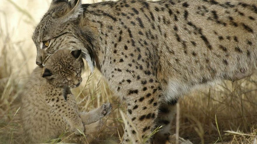 Archivo - Lince ibérico en una imagen de archivo