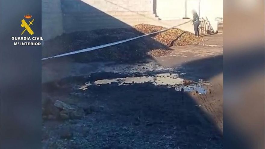 Inmovilizan 15 toneladas de aceitunas en mal estado en la localidad cacereña de Salvatierra de Santiago