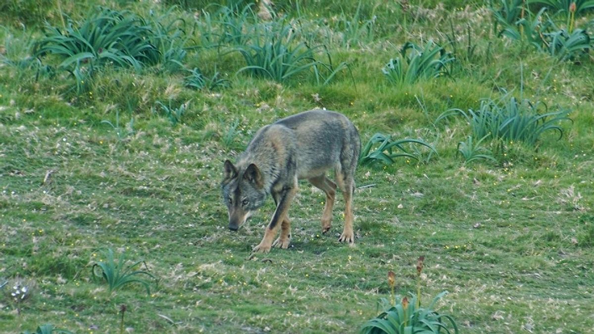 Imagen de archivo un lobo ibérico.