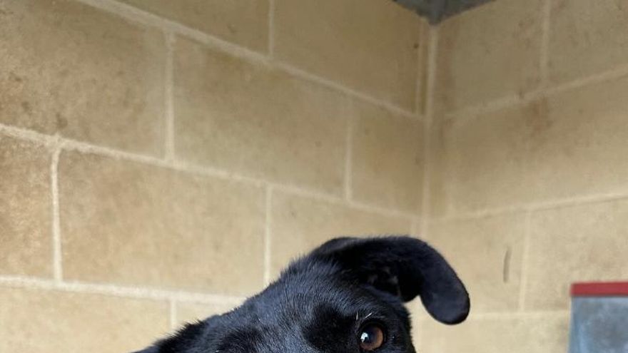 Bartolo empieza a confiar: la historia del perro que creció solo y ahora busca una familia que lo adopte