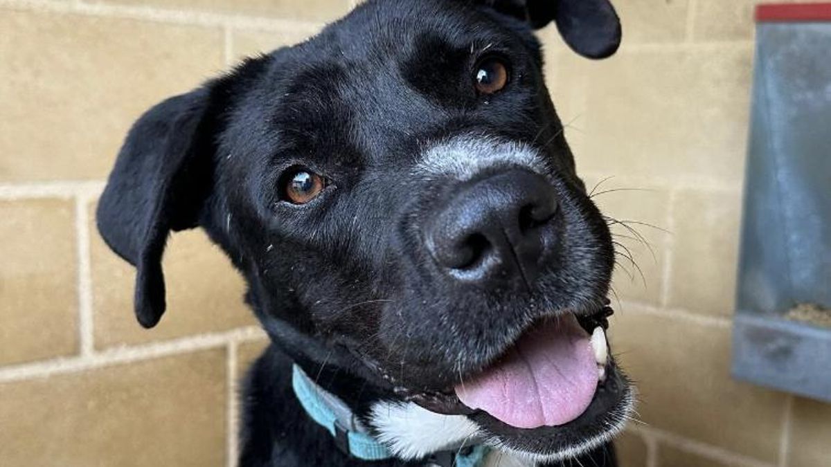 Bartolo empieza a confiar: la historia del perro que creció solo y ahora busca una familia que lo adopte