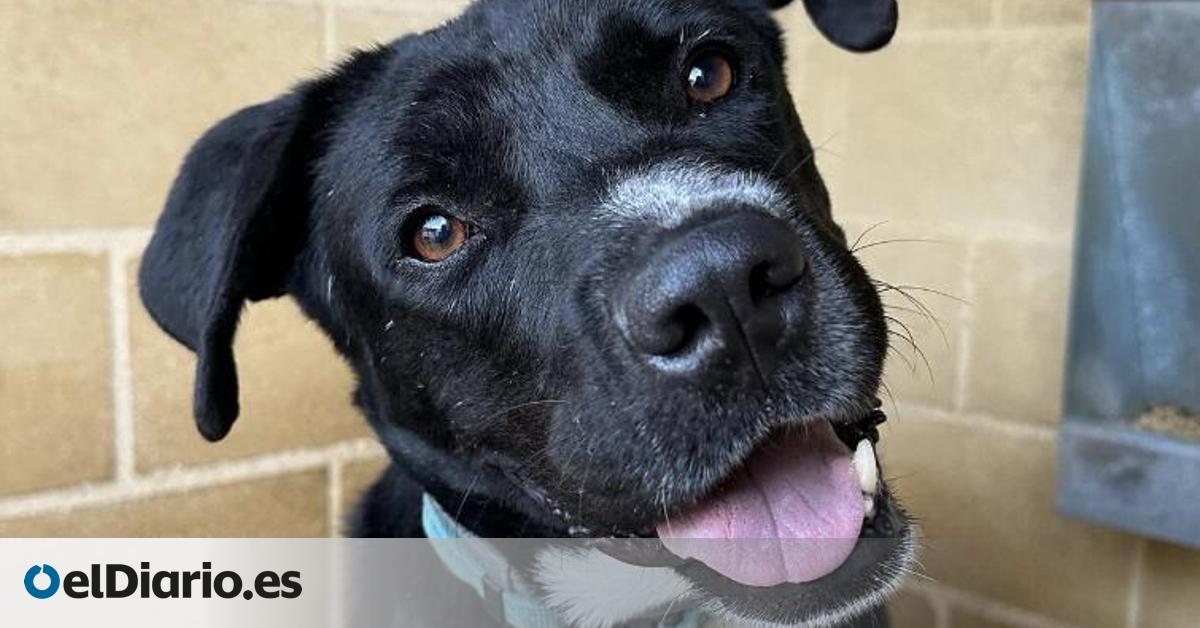 Bartolo empieza a confiar: la historia del perro que creció solo y ahora busca una familia que lo adopte