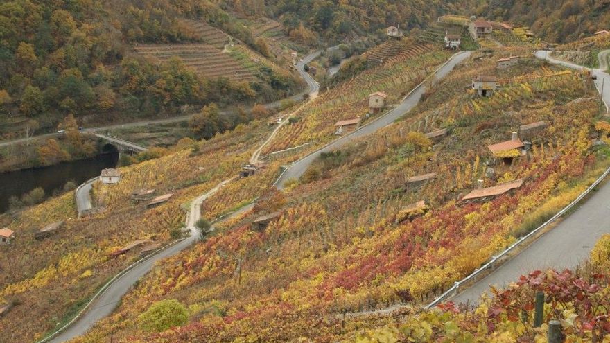 Campos de vid en Chantada.