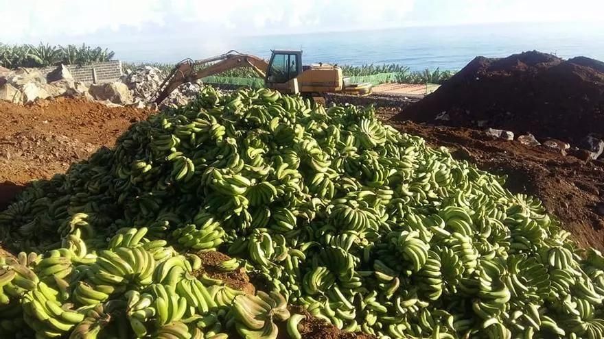 La potente subida de la producción platanera en 2023 fuerza que la exportación crezca el 30%, pese a la abultada ‘pica’