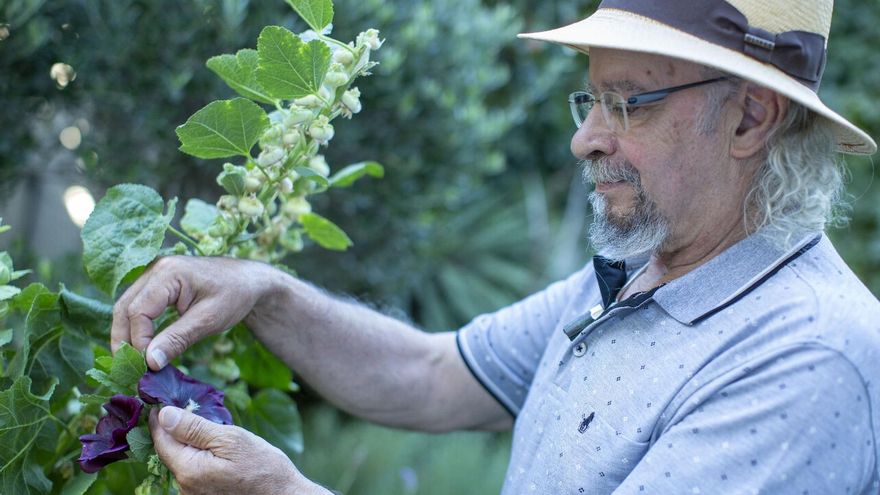 Juan Plantas, etnobotánico: "Mallorca ha sido ocupada de manera pacífica, pero conserva los mejores olivos"