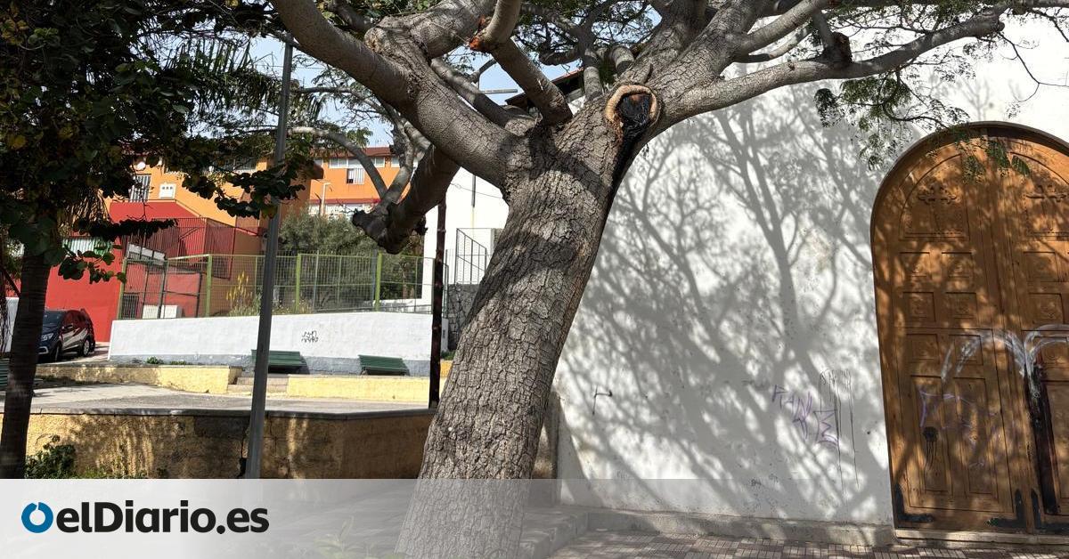 Vecinos de Santa Cruz de Tenerife rechazan la eliminación de 20 árboles y una ermita para crear aparcamientos y plantean alternativas