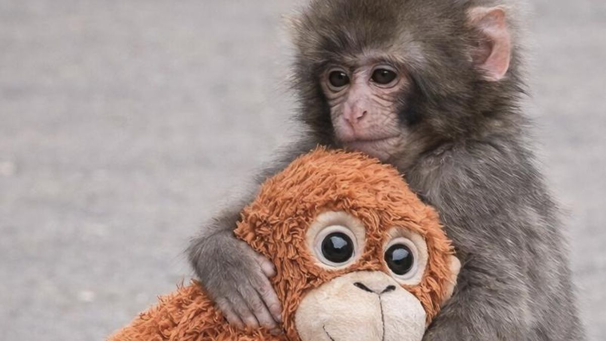 Punch, el bebé macaco que ha enamorado a medio mundo tras ser abandonado al nacer y haberse criado con un peluche