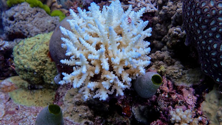 La Gran Barrera de Coral sufre su mayor declive coralino desde que hay registros
