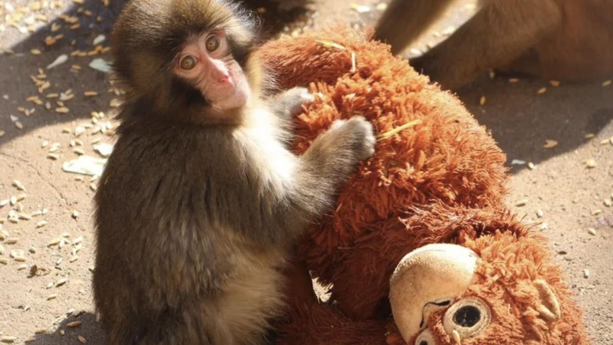 PETA exige sacar al mono Punch de su ubicación actual y llevarlo a un santuario al asegurar que sufre un trauma