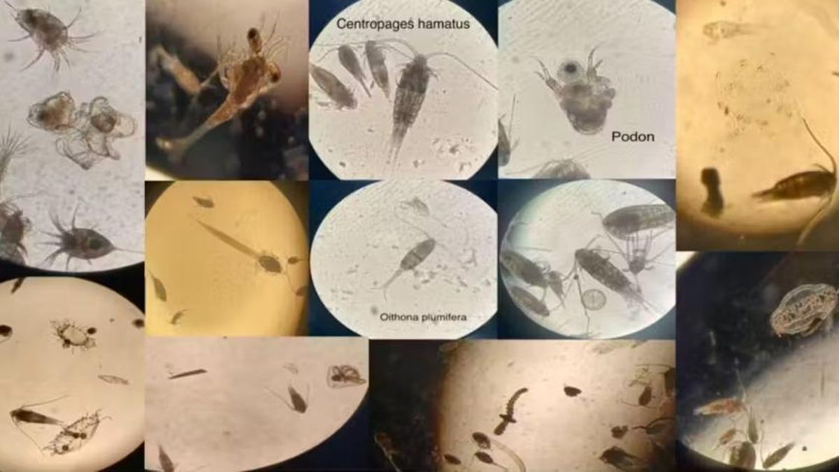 Unas diminutas criaturas marinas pueden amplificar los efectos del cambio climático en los océanos, según una investigadora de la ULPGC
