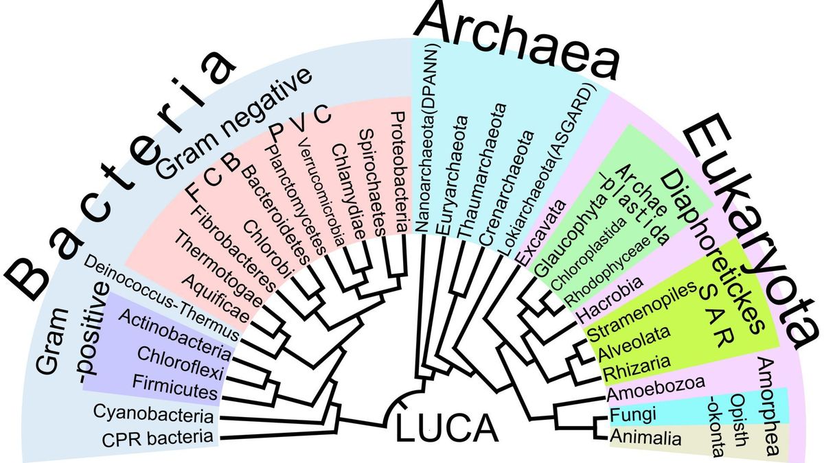Árbol filogenético de la vida