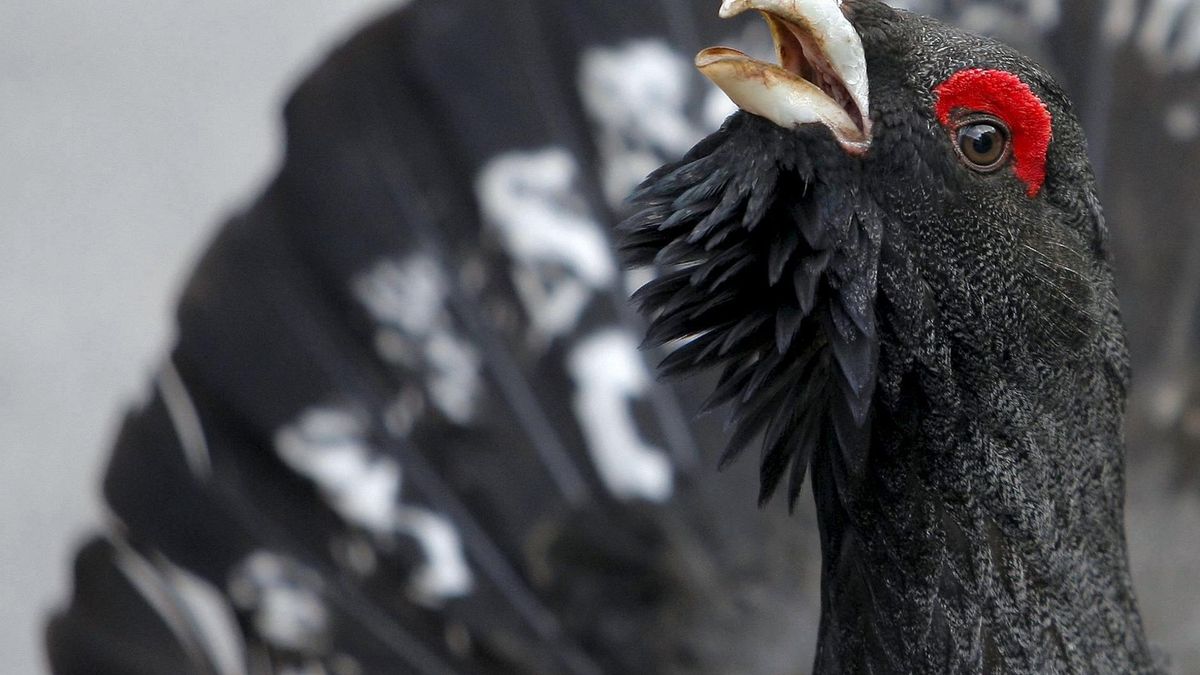 En la imagen de archivo, un ejemplar de urogallo cantábrico, especie amenazada en España.