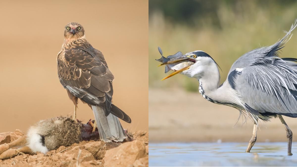Segundo y tercer premio del concurso