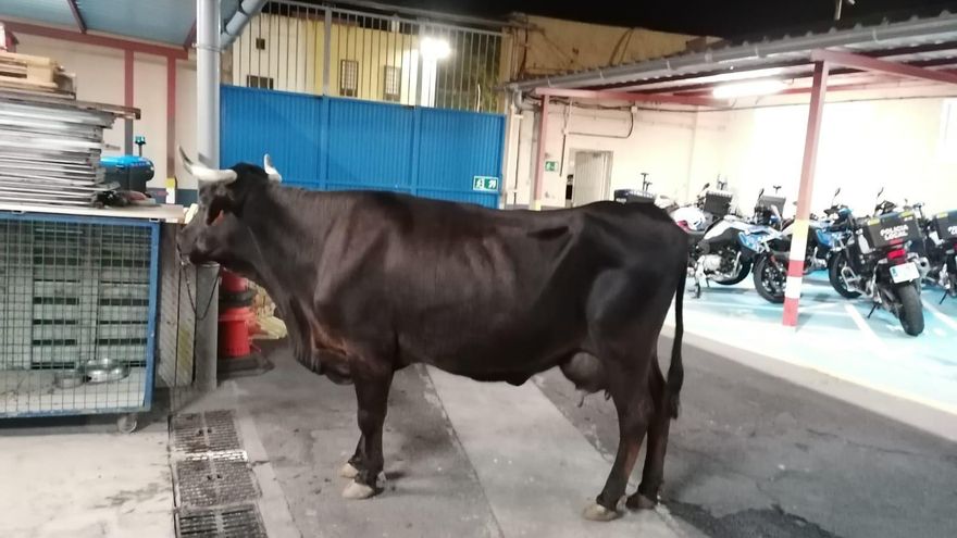 Una vaca sale a pasear y acaba detenida por la Policía Local de La Laguna