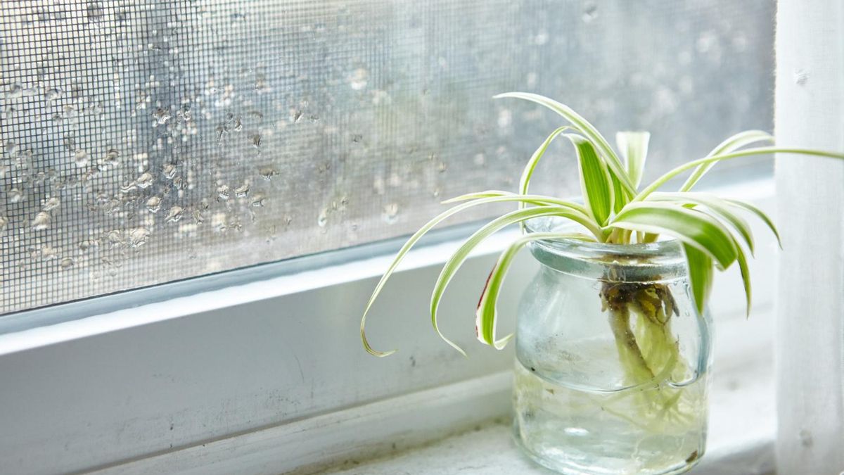 Procura mejorar la ventilación de tu vivienda, abriendo las ventanas de vez en cuando