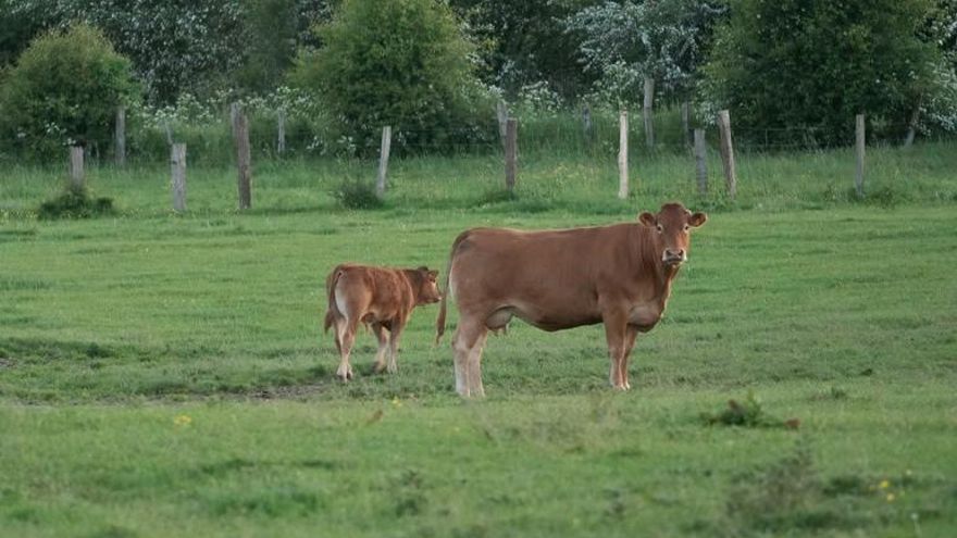 Ganaderos de Salamanca pide que los métodos de diagnóstico de la EHE se ajusten a la realidad