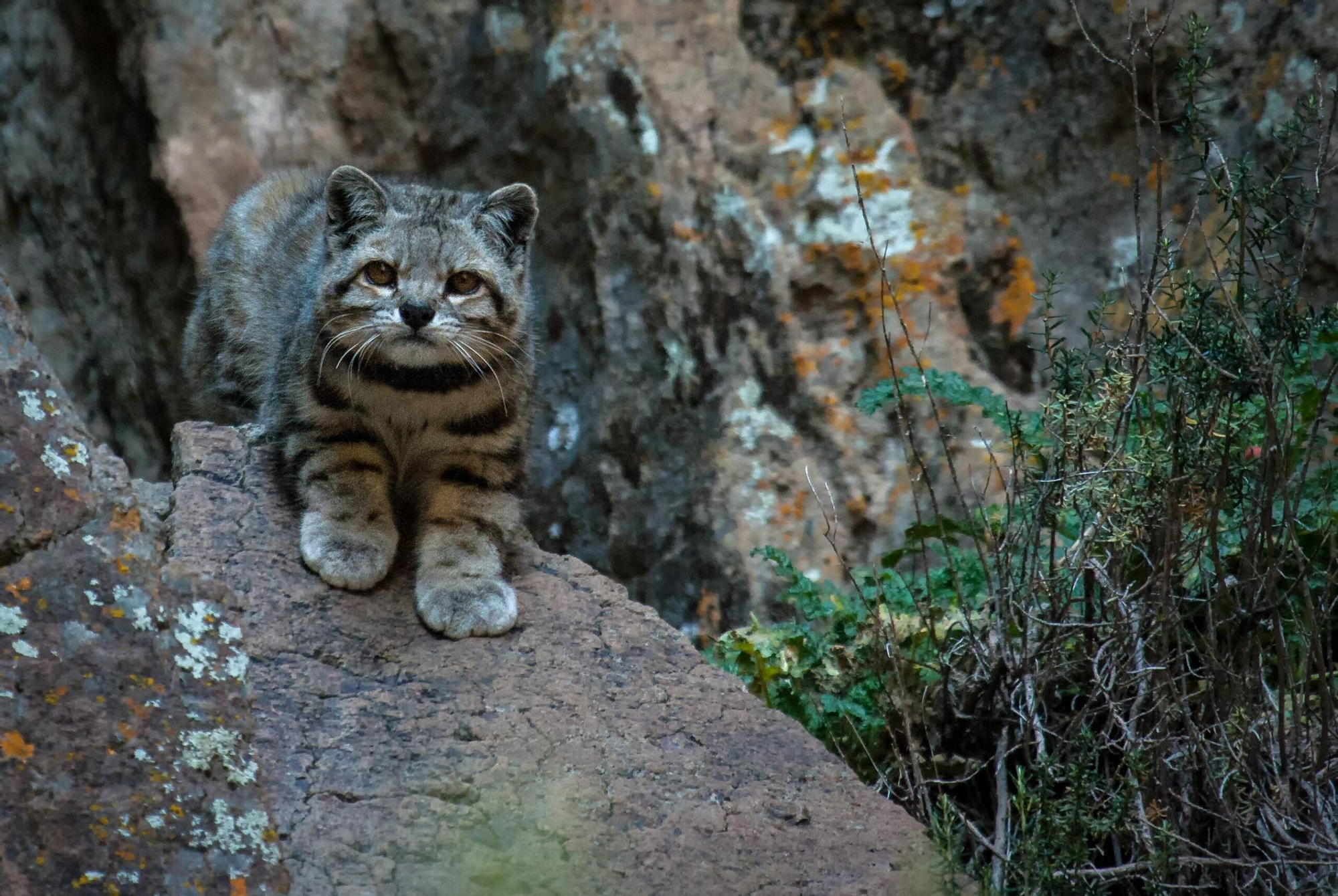 En Bolivia, el gato andino está en peligro crítico de extinción. Existen diferentes planes de conservación para cuidar esta especie. Foto: Juan Reppucci/Alianza Gato Andino (AGA)/WCS Argentina