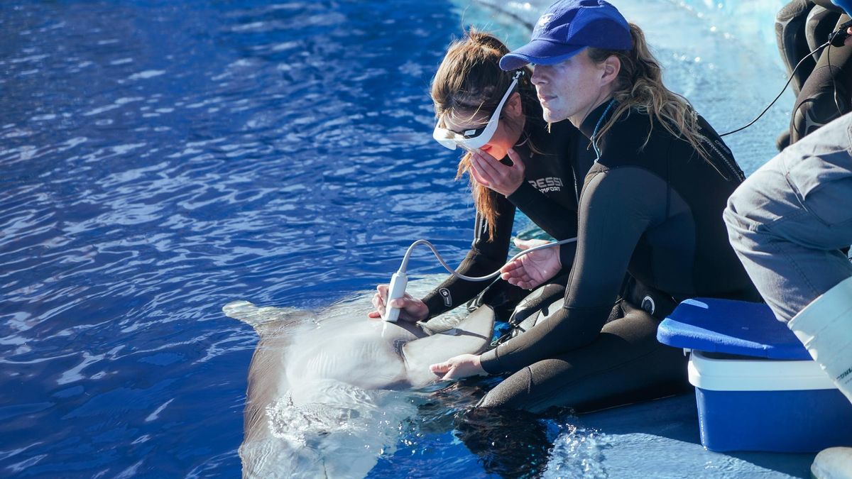 Atención a un delfín en el Oceanogràfic.