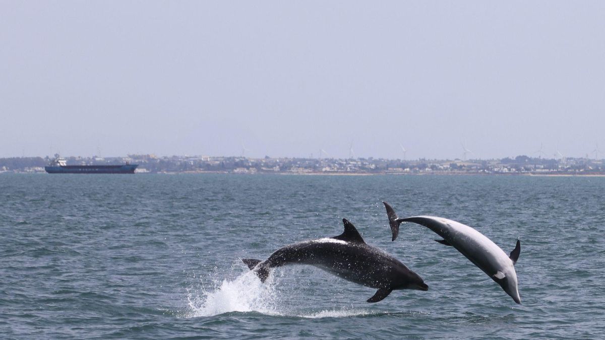 El proyecto Bioacumar analizará el impacto de los antibióticos y hormonas en los delfines.