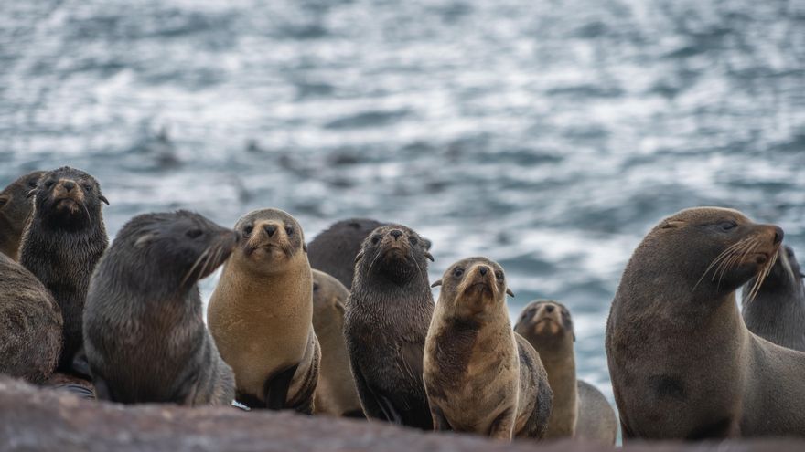 Argentina crea nuevo parque protegido costero marino en la patagónica provincia de Chubut