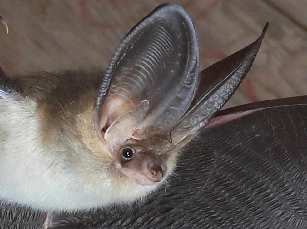 El murciélago orejudo dorado ('Plecotus auritus').