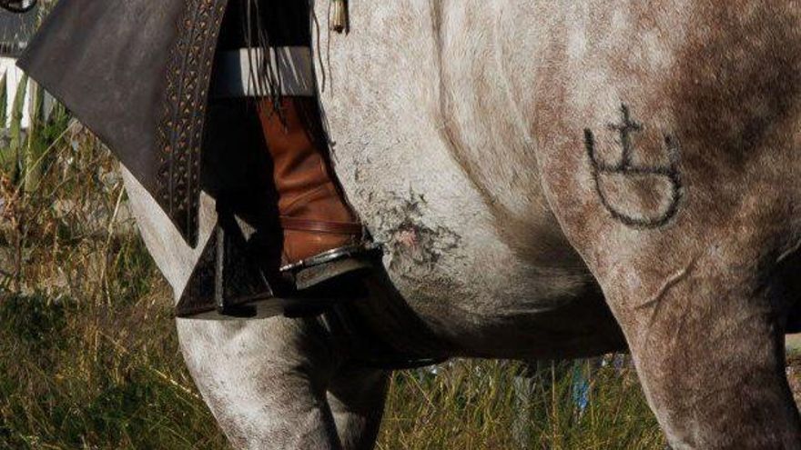 El "agotamiento" provoca la mayor parte de las muertes de caballos en El Rocío, siete este año