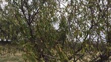 Almendros en Toledo