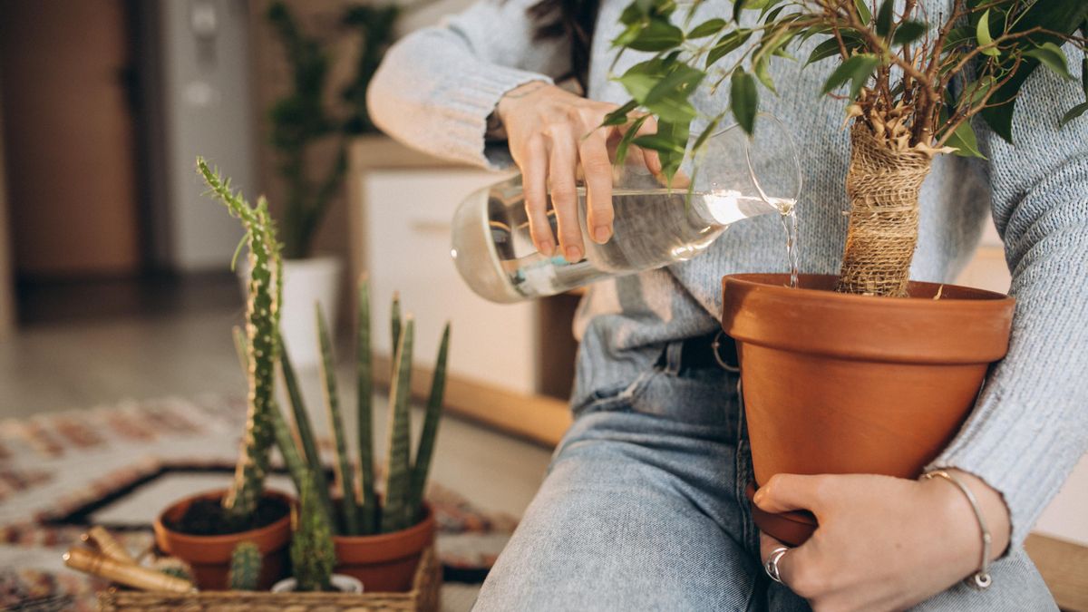 Uno de los errores más frecuentes antes de irnos es regar todas las plantas hasta que el sustrato queda empapado y dejar agua acumulada en los platos.