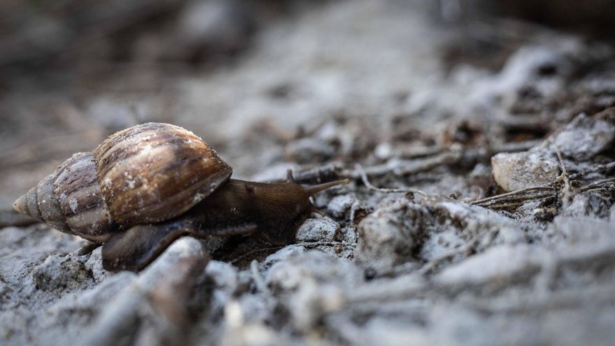 Siete especies invasoras que colonizan Suramérica y amenazan la biodiversidad de la región