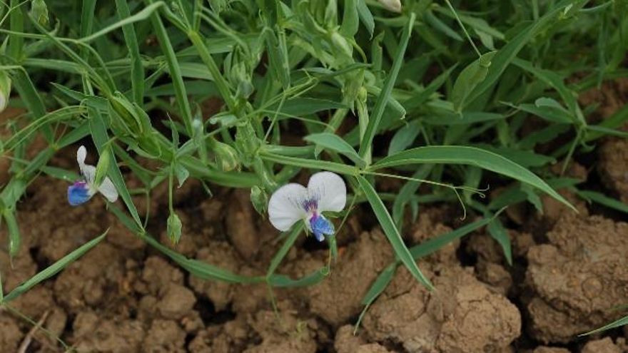 Planta de Lathyrus sativus (almortas, muelas, pedruelos) en flor.