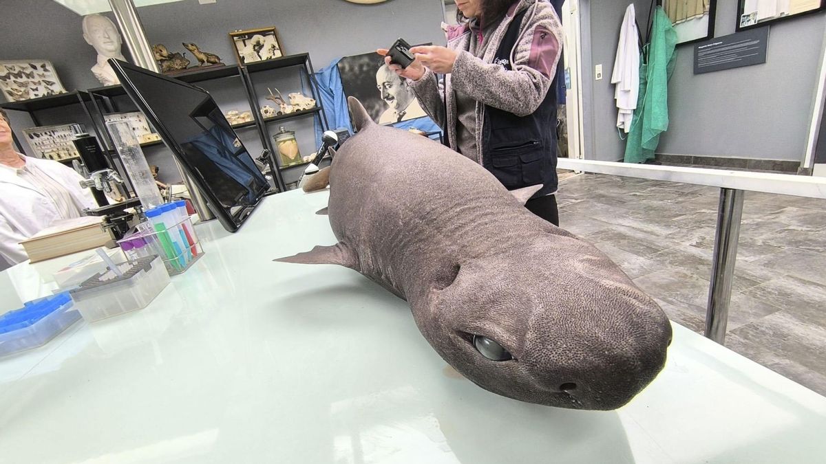 El ejemplar de tiburón foca será examinado por los expertos.