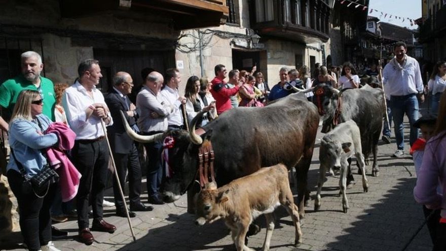 Paso de las tudancas por la villa de Cartes.
