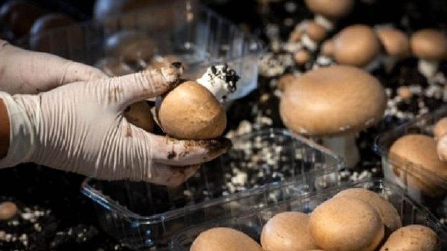 La escasez y los precios de la paja vuelven a amenazar la rentabilidad del sector del champiñón de Castilla-La Mancha