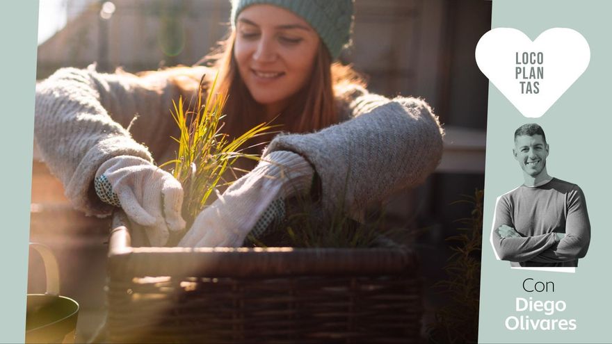 Proteger las plantas del frío: consejos para que la bajada drástica de temperaturas no les afecte